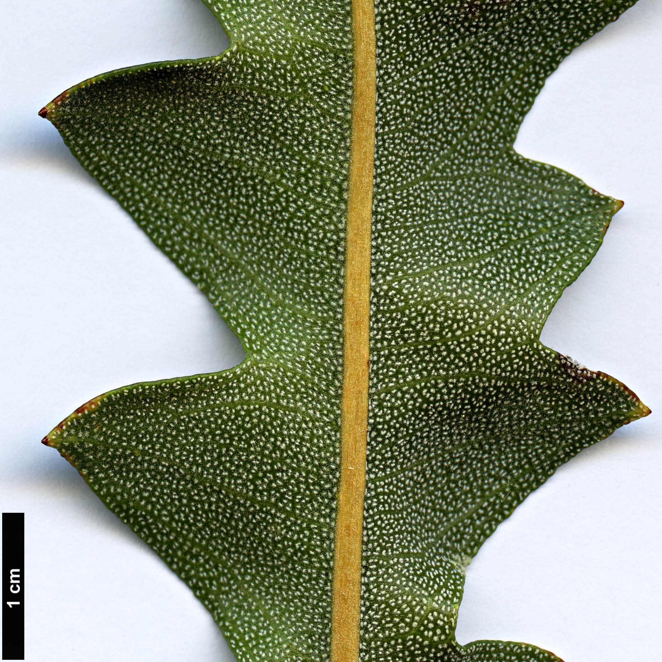 High resolution image: Family: Proteaceae - Genus: Banksia - Taxon: gardneri - SpeciesSub: var. gardneri